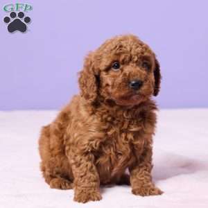 Mabel, Miniature Poodle Puppy